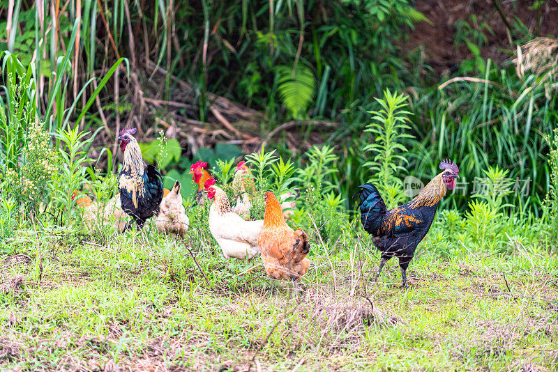 Free Range Chicken